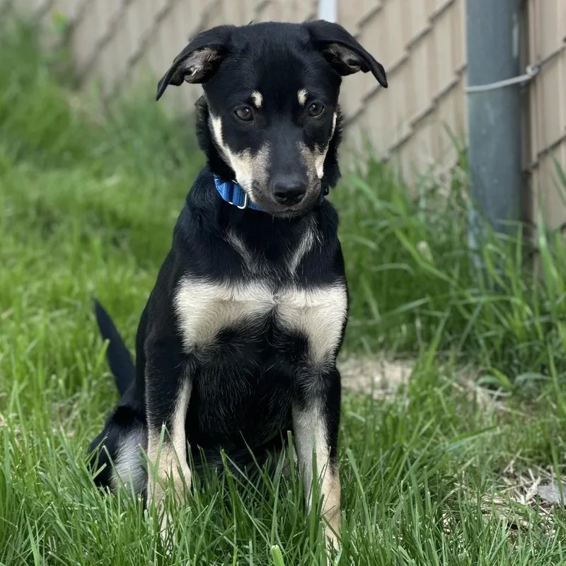 A baby small-sized female Black Border Collie dog named Dobbie for adoption in Mount Vernon, IN
