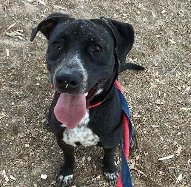 A young large-sized male Pit Bull Terrier dog named Oreo for adoption in Tucson, AZ