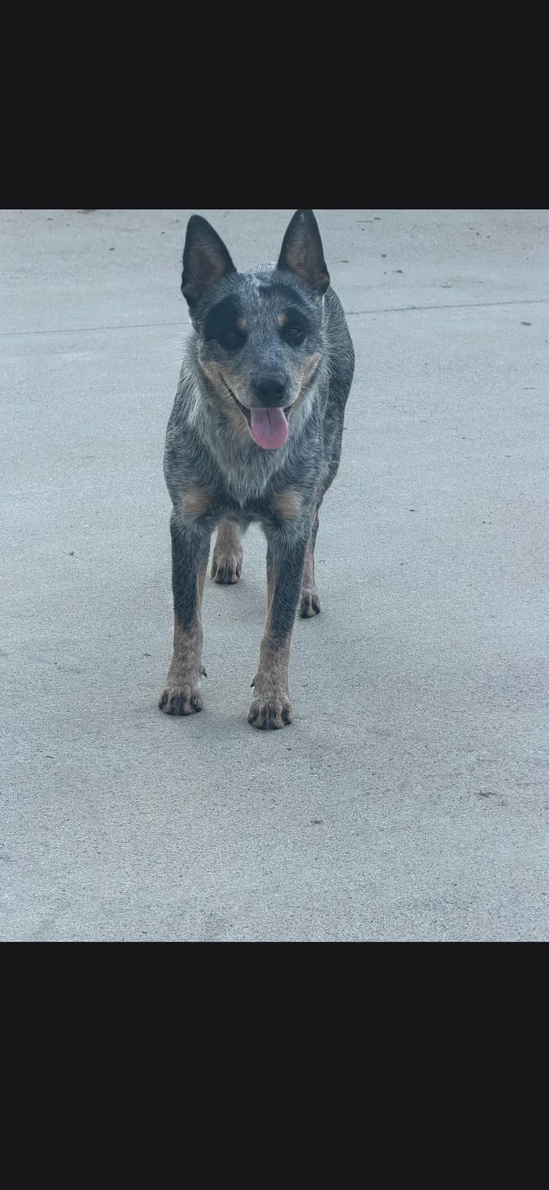 A young medium-sized female Australian Cattle Dog / Blue Heeler dog named Ina for adoption in Plano, TX