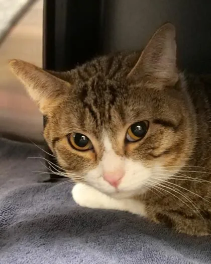 An adult medium-sized male Domestic Short Hair cat named Whale for adoption in Fishers, IN