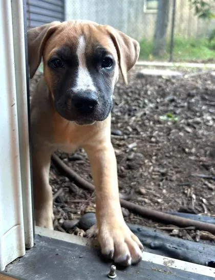 A baby medium-sized male Mixed Breed dog named Cobalt for adoption in Hobart, IN