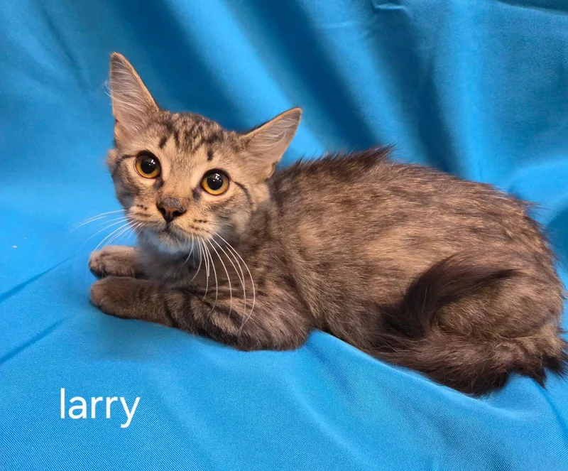 A baby medium-sized male Brown / Chocolate Domestic Short Hair cat named Larry for adoption in Oviedo, FL