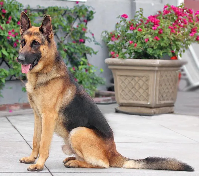 Hiro Von Hambach thumbnail 3