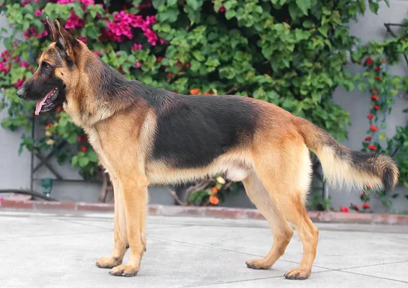 Hiro Von Hambach thumbnail 4