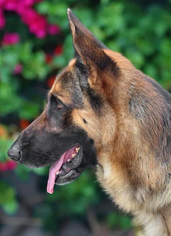 Hiro Von Hambach thumbnail 5