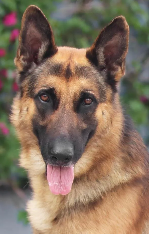 A young large-sized male Black German Shepherd Dog dog named Hiro Von Hambach for adoption in Los Angeles, CA
