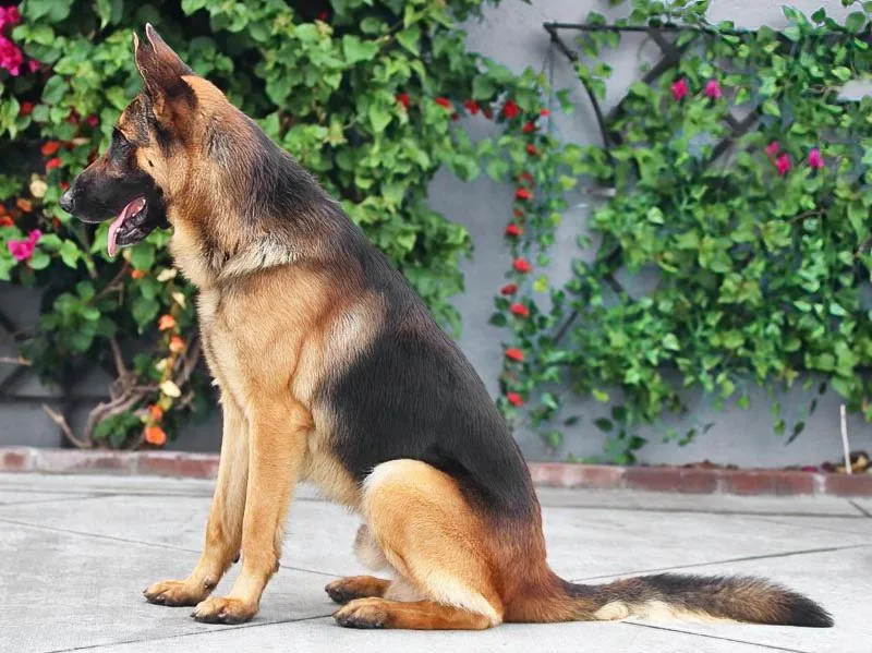 Hiro Von Hambach thumbnail 6