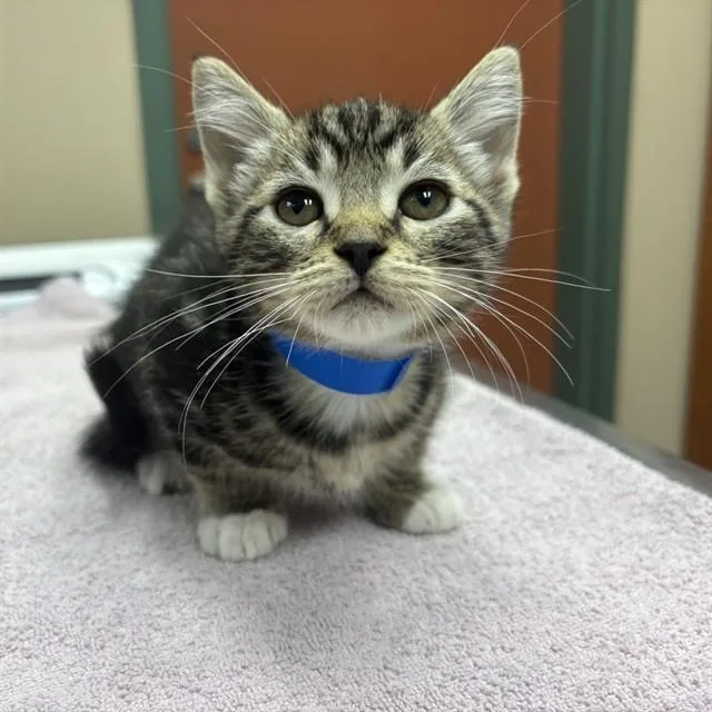 A baby small-sized male Domestic Short Hair cat named Unknown for adoption in Rancho Cucamonga, CA
