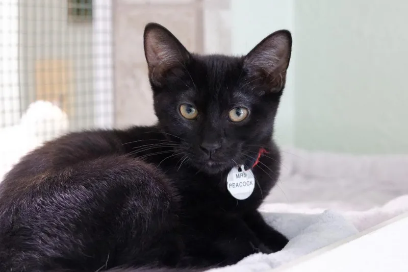 A baby medium-sized female Domestic Short Hair cat named Mrs. Peacock for adoption in Hot Springs, AR