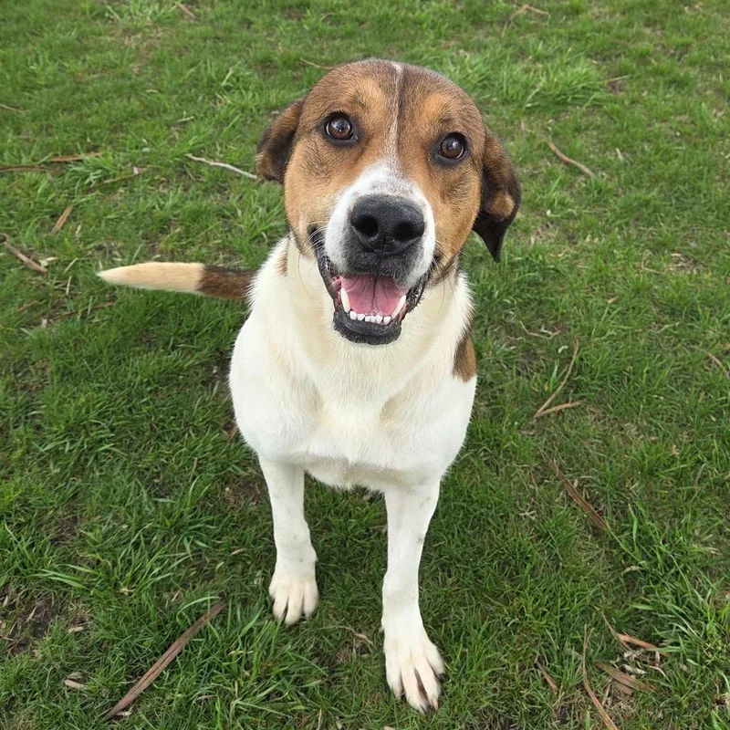 An adult large-sized female Brown / Chocolate Mixed Breed dog named Lumalee for adoption in Pontiac, IL