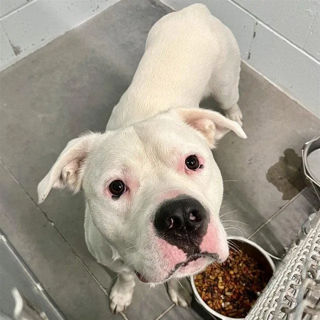 A young large-sized male American Bulldog dog named Frost for adoption in Tavares, FL