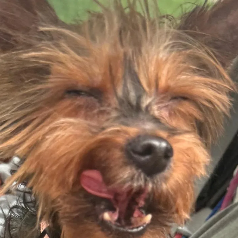 Winston