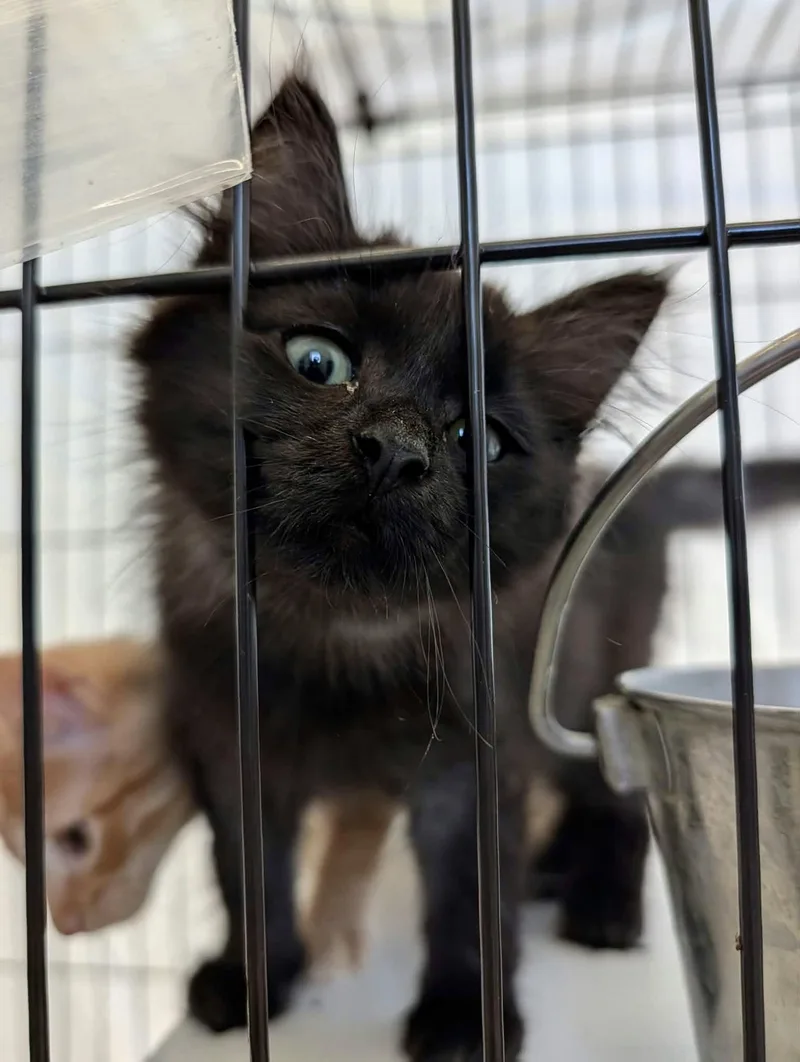 A baby medium-sized female Black Domestic Short Hair cat named Apple for adoption in Detroit Lakes, MN
