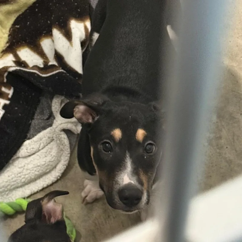 A baby medium-sized female Hound dog named Dixie for adoption in Waynesburg, PA