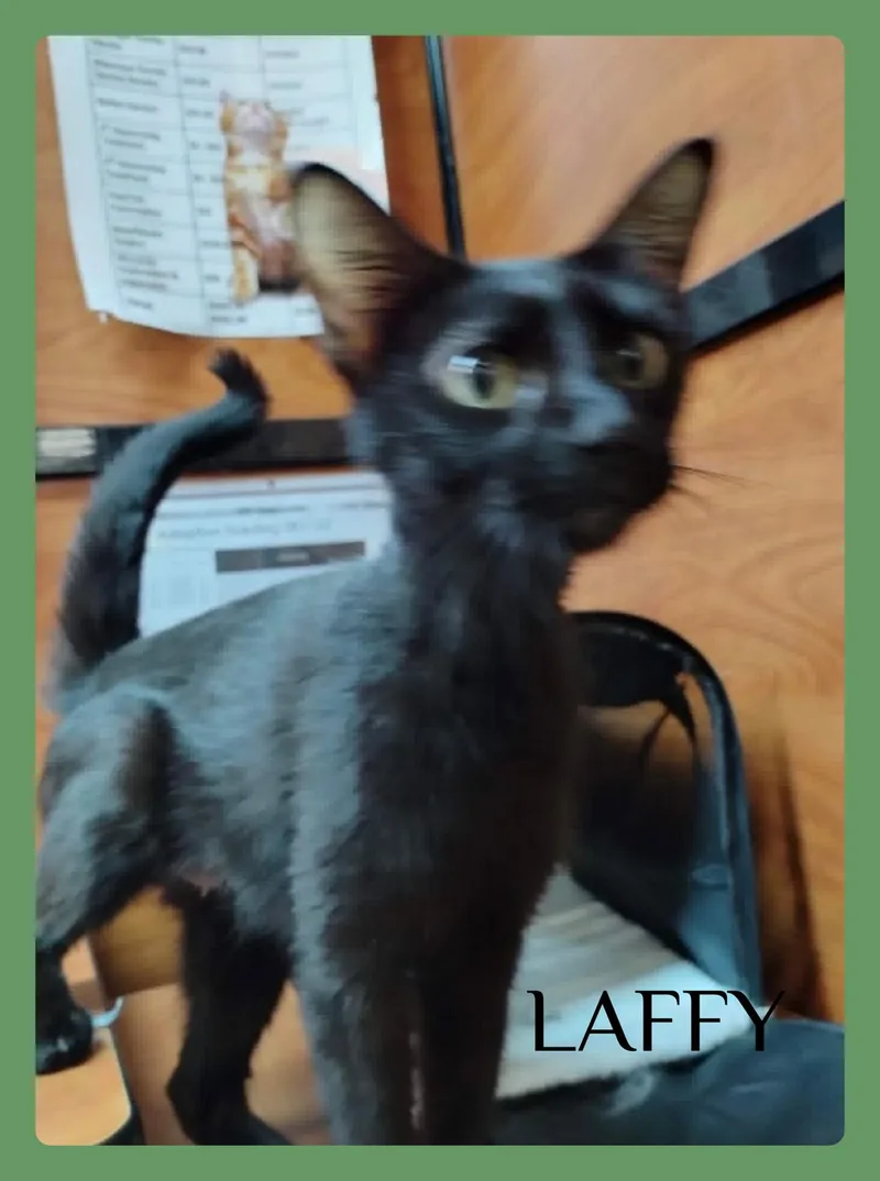 Laffy