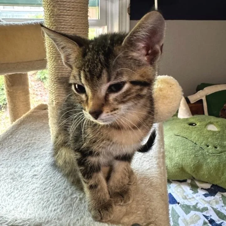 A baby small-sized male Domestic Short Hair cat named Loyal for adoption in Cumming, GA