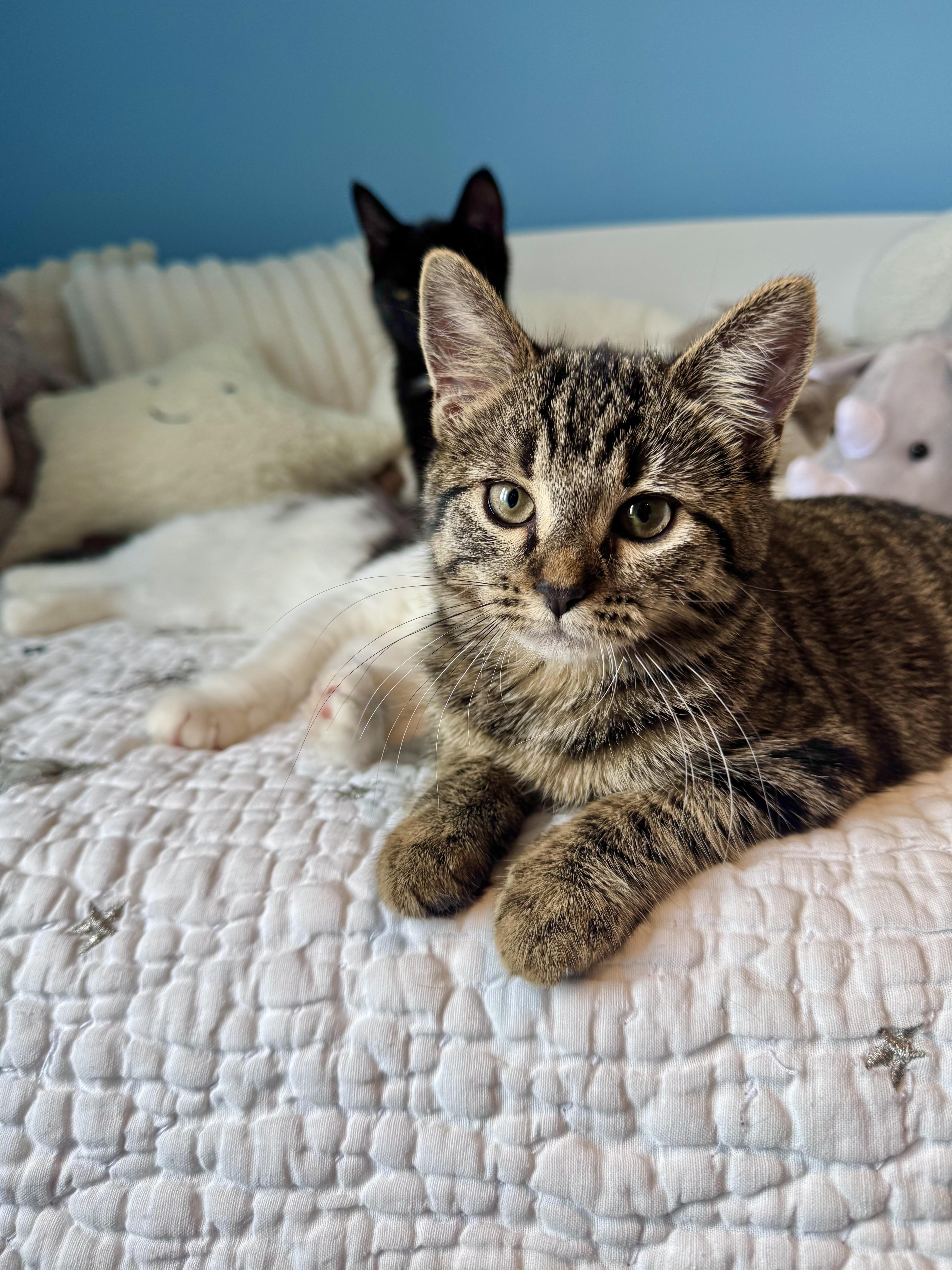 A baby large-sized female Domestic Short Hair cat named London for adoption in Ramsey, NJ