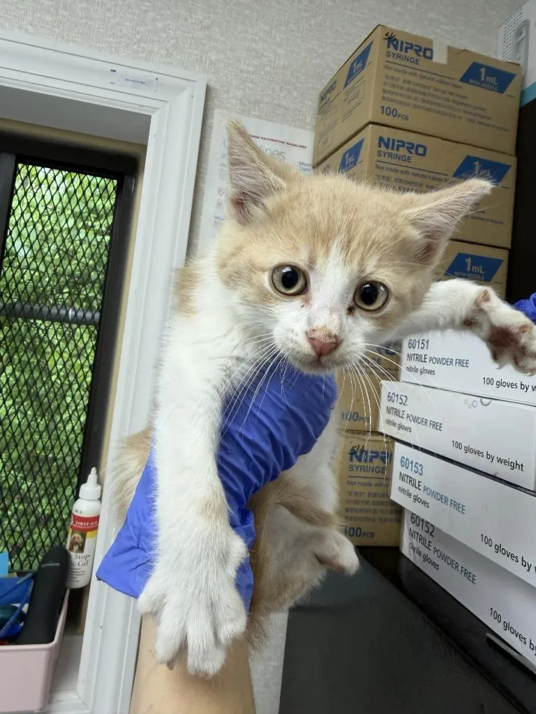 A baby medium-sized male Domestic Short Hair cat named Rice Krispies for adoption in Pomona, NY