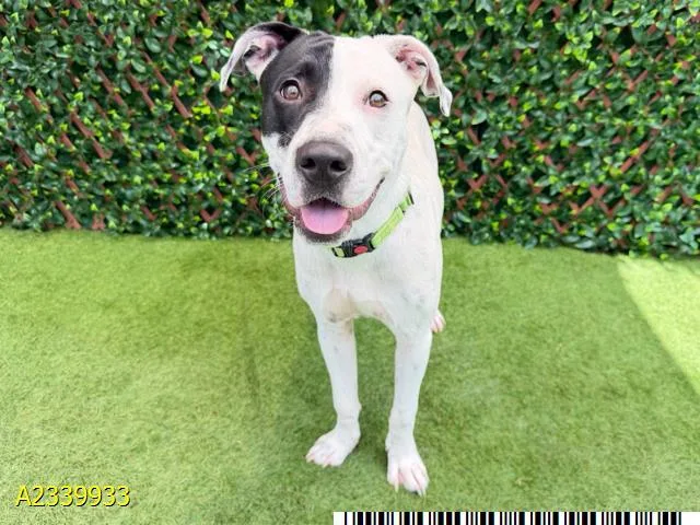 A young medium-sized male Mixed Breed dog named Sundae for adoption in West Palm Beach, FL