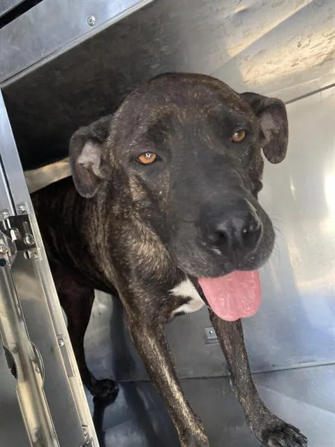 An adult medium-sized male Mixed Breed dog named Jaycee for adoption in Dallas, TX