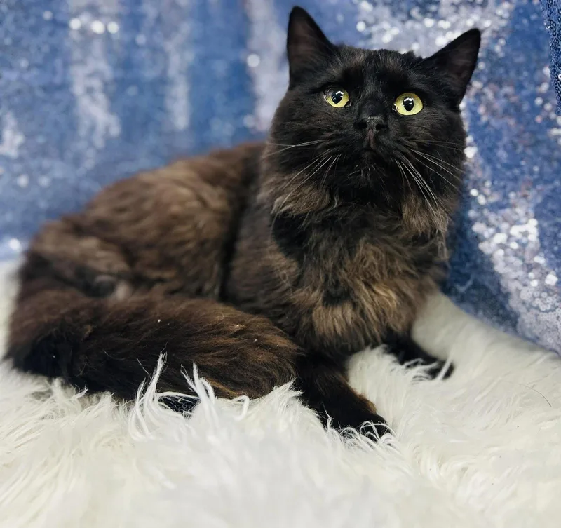 An adult medium-sized male Black Domestic Medium Hair cat named Espresso for adoption in Clarkesville, GA