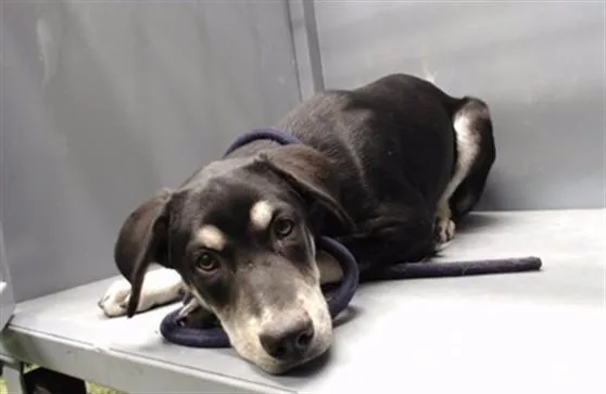 A baby medium-sized female Labrador Retriever dog named Carary for adoption in Downey, CA
