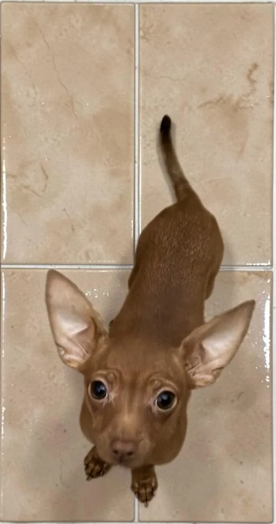 A baby small-sized female Red / Chestnut / Orange Chihuahua dog named Hope for adoption in San Antonio, TX