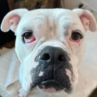 Butterbean thumbnail 2