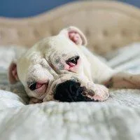 Butterbean thumbnail 3