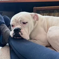 Butterbean thumbnail 4