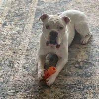 Butterbean thumbnail 5