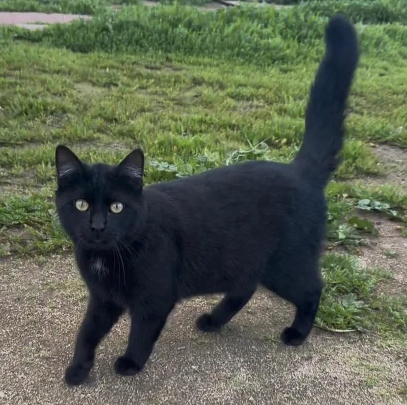 A young medium-sized male Black Domestic Short Hair cat named Panther for adoption in La Jolla, CA