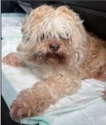A senior small-sized male Yellow / Tan / Blond / Fawn Mixed Breed dog named Maximilian for adoption in Wingdale, NY