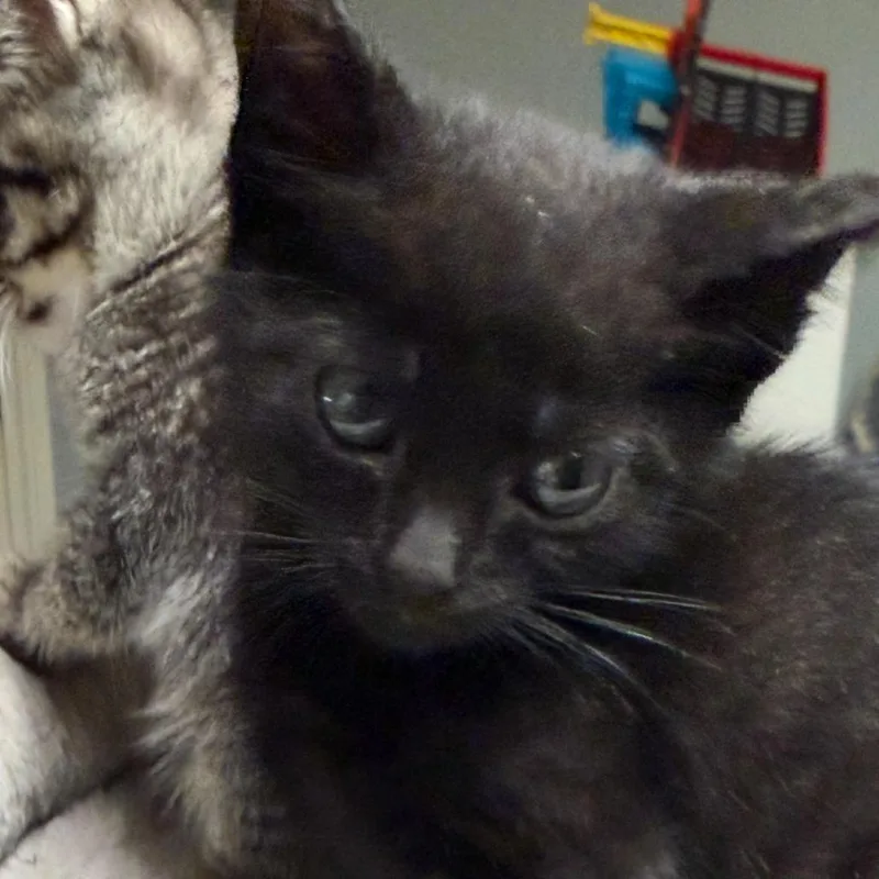 A baby small-sized male Black Domestic Short Hair cat named Pine for adoption in La Grange, KY