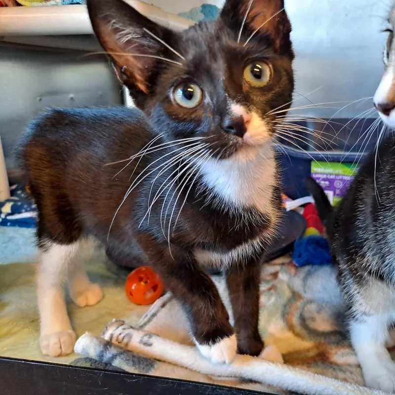 A baby small-sized female Black Domestic Short Hair cat named Blossom for adoption in Rock Falls, IL