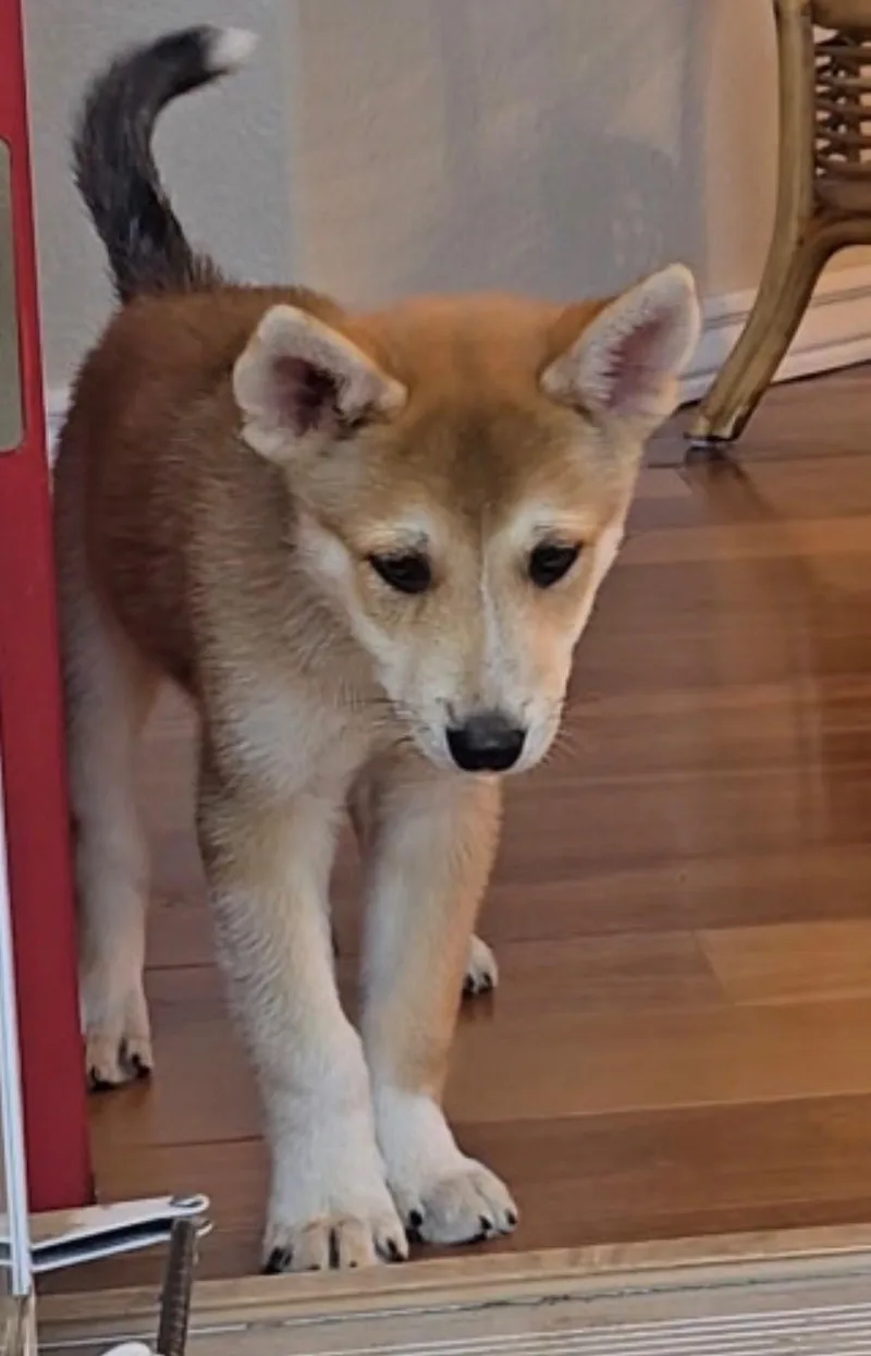 A baby large-sized female German Shepherd Dog dog named Mcsniff for adoption in Evergreen, CO