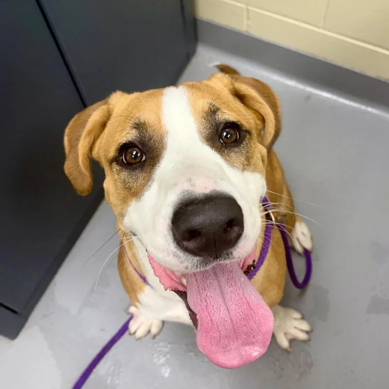 A young medium-sized male Brown / Chocolate Mixed Breed dog named Lil Wayne for adoption in Columbus, GA