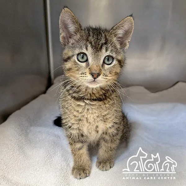 A baby small-sized male Domestic Short Hair cat named Cinder for adoption in Irvine, CA