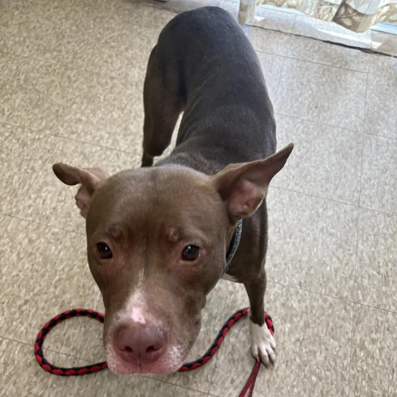 An adult medium-sized female Pit Bull Terrier dog named Almond for adoption in Warren, PA
