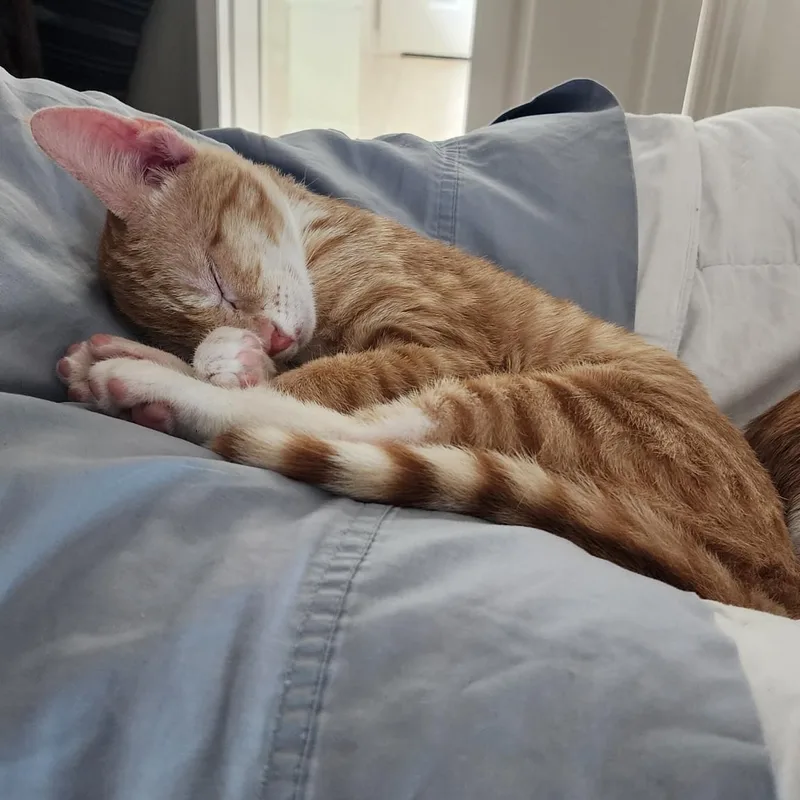 A baby small-sized male Tabby (Orange / Red) Domestic Short Hair cat named Bisquit for adoption in Mansfield, TX
