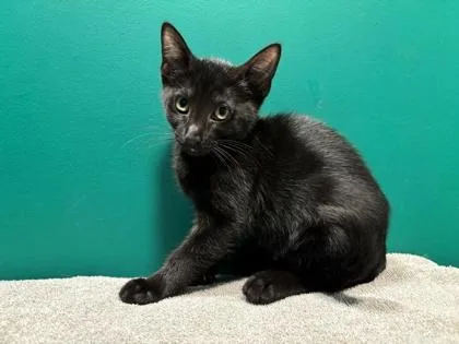 An adult small-sized female Domestic Short Hair cat named Camomile for adoption in St. Anne, IL