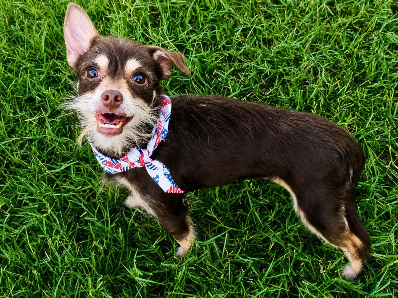 An adult small-sized female Brown / Chocolate Chihuahua dog named Thyme in Texarkana TX for adoption in Texarkana, TX
