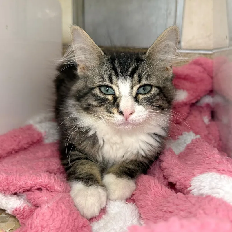 A baby small-sized female White Domestic Medium Hair cat named Dragonfly for adoption in Santa Barbara, CA
