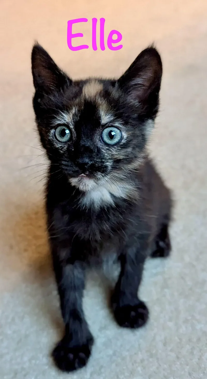 A baby medium-sized female Domestic Short Hair cat named Elle for adoption in Reston, VA