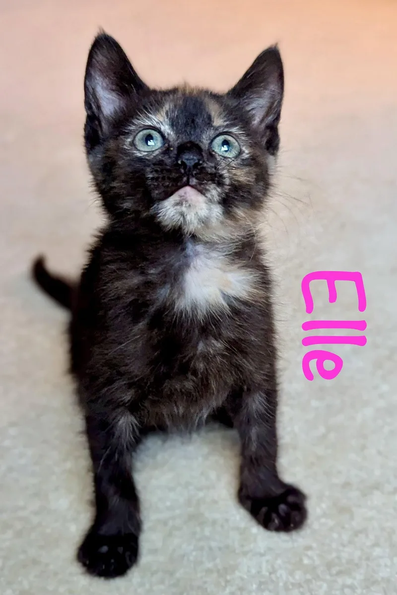Elle thumbnail 3