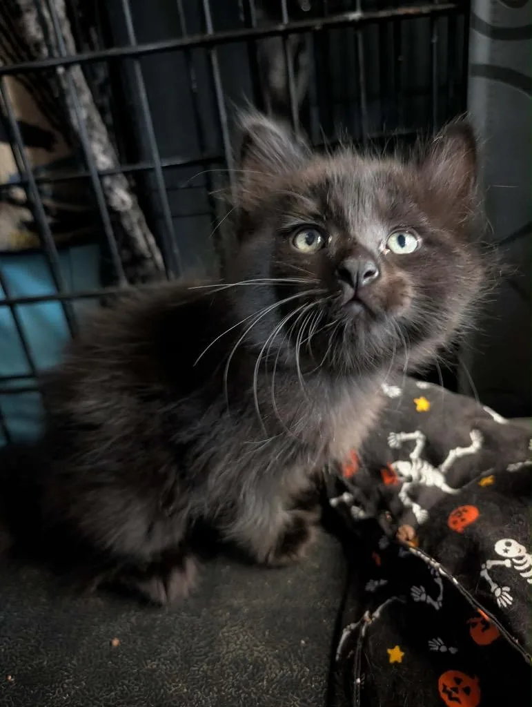 A baby medium-sized male Domestic Medium Hair cat named Quokka for adoption in Grand Junction, CO