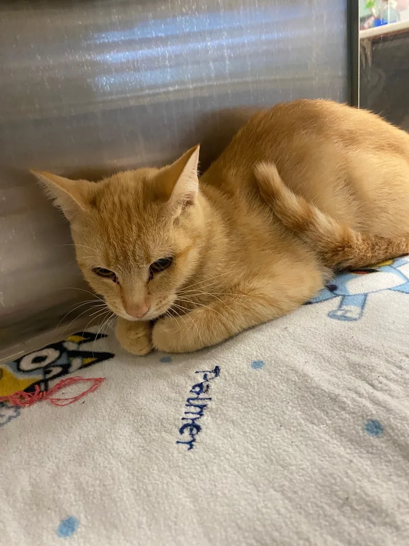 A young medium-sized female Domestic Short Hair cat named Butterscotch A for adoption in Plano, TX