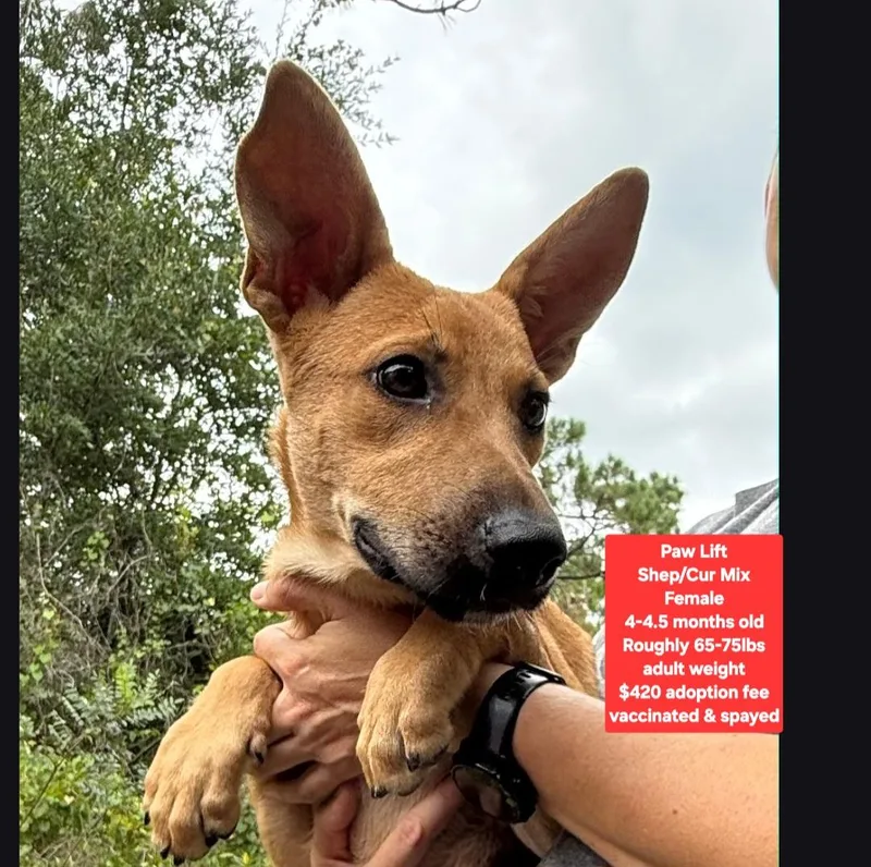 A baby large-sized female Shepherd dog named Paw Lift for adoption in Oviedo, FL