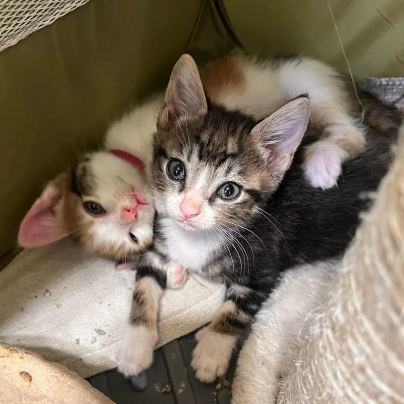 A baby small-sized male Brown / Chocolate Domestic Short Hair cat named Reel for adoption in Austin, TX