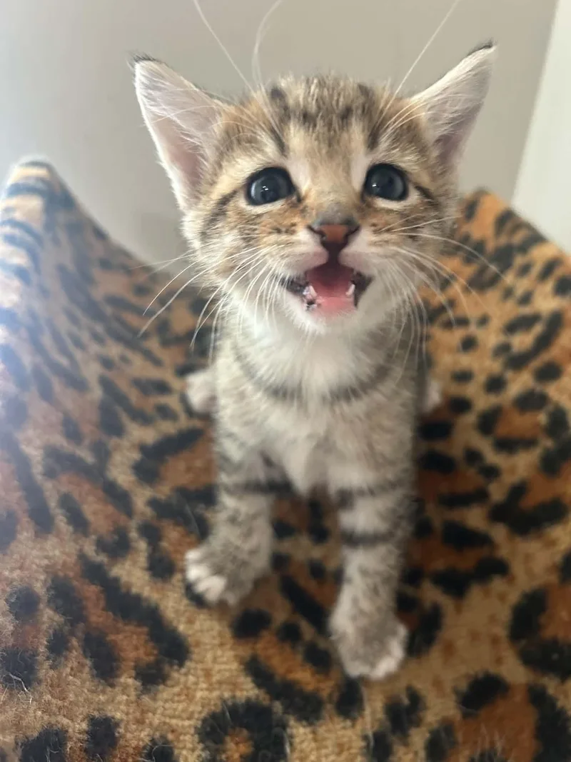 A baby medium-sized male Domestic Short Hair cat named Bert for adoption in White Bluff, TN